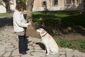 obediente 300x200 Diferencias Entre Educar, Adiestrar y Entrenar A Un Perro