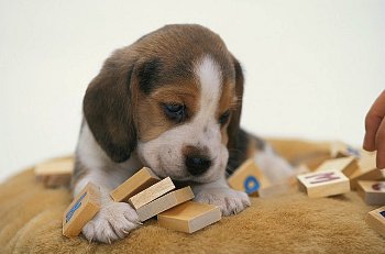 42 25333364 Enseña A Tu Perro A Ir Al Baño