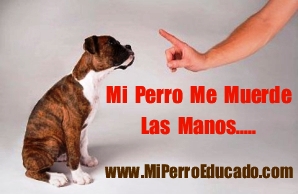 Mi perro me muerde las manos MI Perro Me Muerde Las Manos
