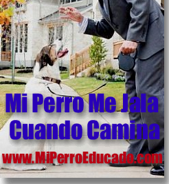 mi perro me jala cuando camina Mi Perro Me Jala Cuando Camina