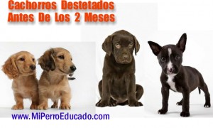 Diapositiva10 t 300x180 Como Educar Cachorros  De Un Mes