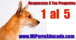 respuestas 1 5 300x161 Consejos Para Educar A Un Perro