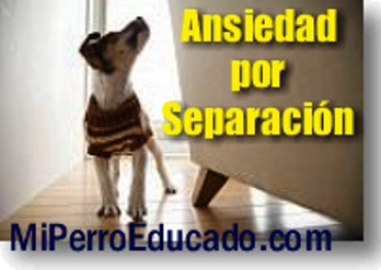 miperroeducado.com  Ansiedad Por Separación