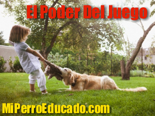 El poder del juego1 El Poder Del Juego En La Educación Canina