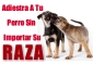 Adiestrar perros La Importancia Del Adiestramiento En La Maduración De Los Perros 
