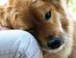 etologia y educacion de perros La Etología Y La Educación Del Perro