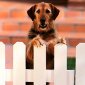 psicologia canina1 Psicología E Instintivismo Canino