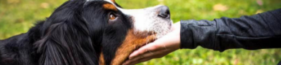 Cursoa de Psicología Canina