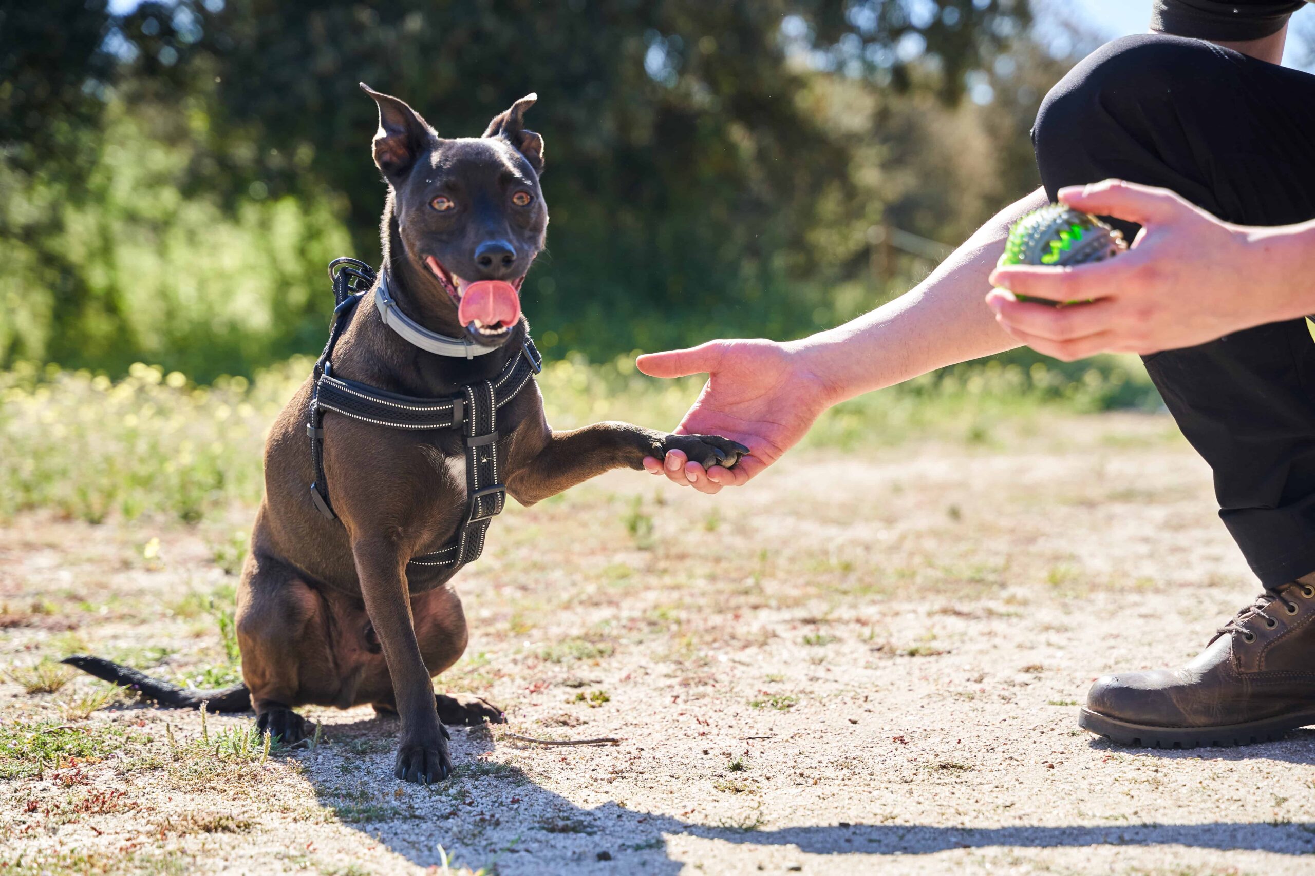 Cómo Hacer que tu Perro TE OBEDEZCA a la Primera Sin Castigos