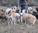 Adiestramiento canino